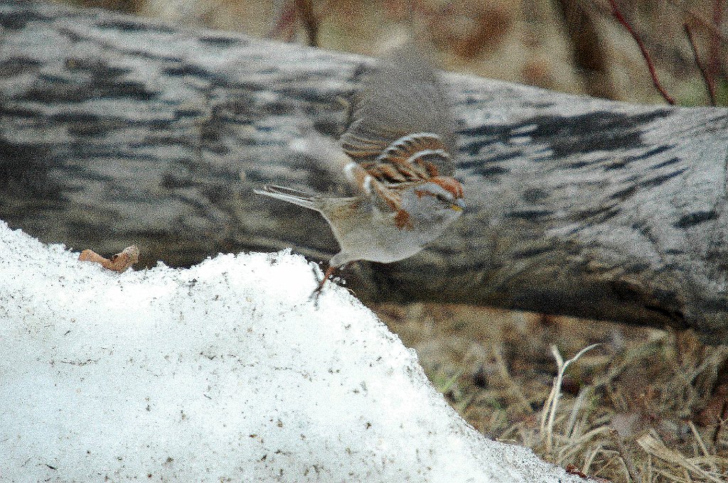 Sparrow, American Tree, 2006-03159005 Parker River NWR, MA.JPG - American Tree Sparrow, Parker River NWR, MA 2006